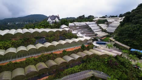 Ascending-aerial-shot-of-the-strawberry-fruit-plantation-in-Brinchang