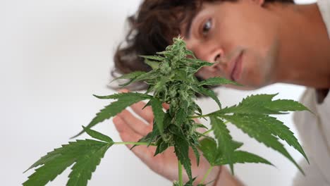 Beautiful-caucasian-happy-man-looking-and-smelling-cannabis-plant-at-home
