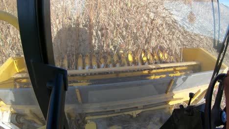 Combine-harvester-threshers-sunflowers,-onboard-view