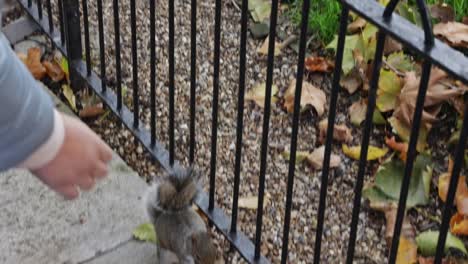 City-squirrel-jumping-over-urban-fence-and-run-away-into-park