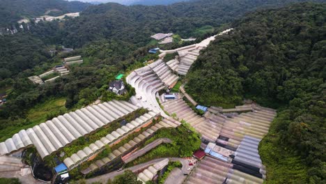 Rising-shot-from-above-a-fruit-plantation-in-Brinchang,-Malaysia