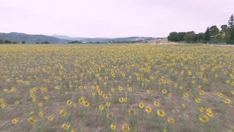 A-drone-shot-over-a-sunflowers-field