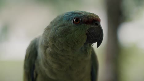 Close-up-Profile-Of-Amazon-Festive-Parrot-Against-Bokeh-Background