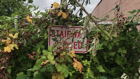 A-Stairway-Closed-sign-with-blackberries-and-vines-overgrowing-it