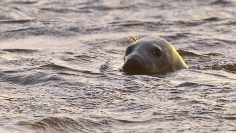 Majestic-close-up-portrait-of-common-seal-swimming-on-rough-sea-at-golden-hour