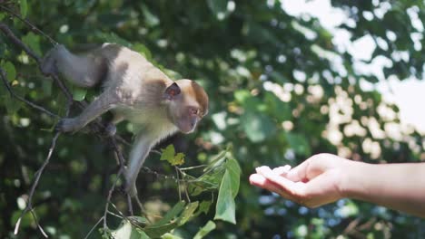 Feeding-A-Young-And-Cute-Monkey-On-The-Branch-Of-Tree