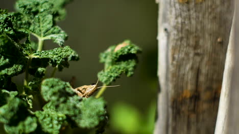 Garden-grasshopper-staring-intently-straight-at-camera