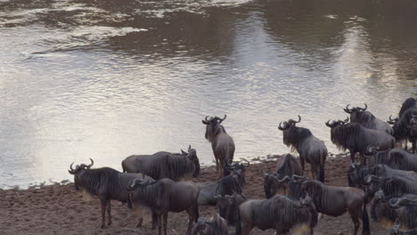 Aware-of-the-dangers-of-the-Mara-river,-a-large-herd-of-Wildebeests-become-restless-as-they-summon-the-courage-to-cross