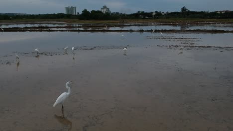 Egrets-on-paddy-field-shot-with-drone-slow-flying-low