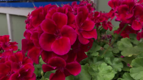 Rote-Blumen-Wehen-Im-Wind-Vor-Einem-Blauen-Schild