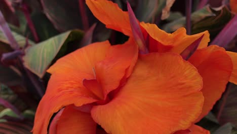 Eine-Orangefarbene-Blume,-Die-Sanft-Im-Wind-Weht