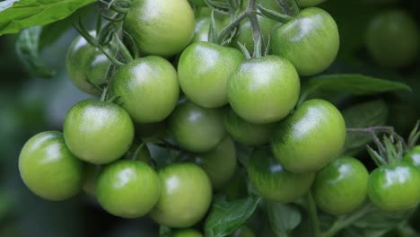 Green-unripe-tomatoes-on-vine-in-late-Summer
