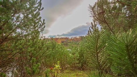 Shot-of-branches-of-young-green-fir-tree-forest-along-the-lakeside-on-a-cloudy-day