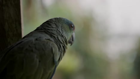 Trauriger-Festlicher-Amazonas-papagei,-Der-Mit-Gratigem-Bokeh-hintergrund-In-Die-Ferne-Schaut