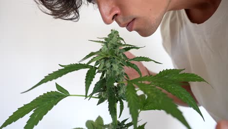 Beautiful-caucasian-happy-man-touching-and-smelling-cannabis-plant-at-home