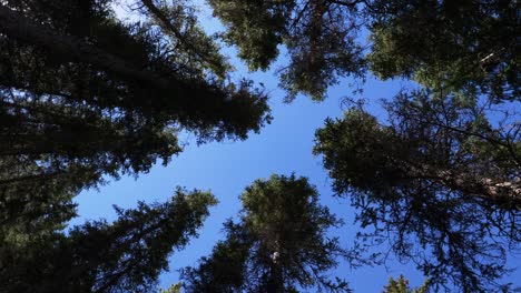 Low-angle-rotating-shot-of-towering-green-trees-and-blue-sky-in-summer