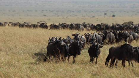 A-herd-of-wildebeest-making-their-way-across-the-plains-in-the-Masai-Mara,-Kenya,-during-the-great-migration
