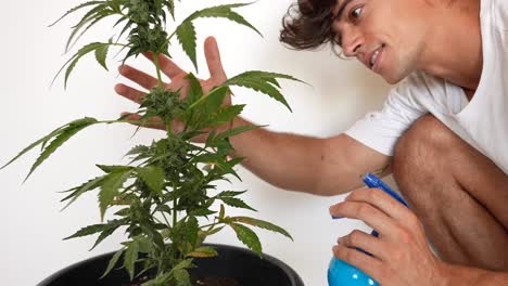 Schöner-Kaukasischer-Mann,-Der-Sich-Zu-Hause-Um-Eine-Cannabispflanze-Kümmert-Und-Diese-Besprüht