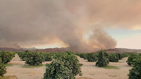 Dolly-shot-tracking-across-an-orchard-field,-in-the-distance-the-sky-filled-with-thick-black-smoke-as-the-devastating-Fairview-Wildfire-approaches-farms-and-agricultural-crops,-Hemet,-California,-USA
