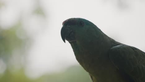 Amazonas-Festlicher-Papagei-Auf-Natur-Im-Regenwald-Von-Ecuador,-Südamerika