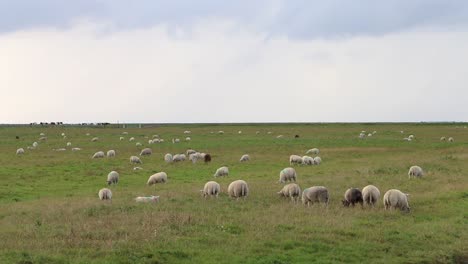 Sheep-grazing-on-pasture-next-to-the-Wadden-Sea