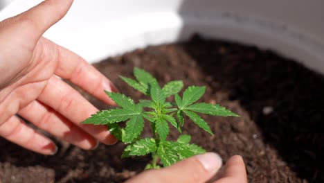 Schöne-Filmische-Nahaufnahme-Einer-Kaukasischen-Hand,-Die-Sich-Um-Eine-Kleine-Cannabispflanze-Kümmert