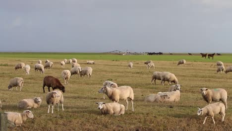 Flock-of-sheep-grazing-on-pasture-next-to-the-Wadden-Sea