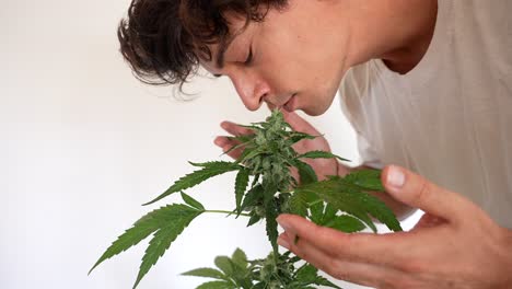 Schöner-Glücklicher-Kaukasischer-Mann,-Der-Cannabispflanze-Riecht-Und-Zu-Hause-Lächelt