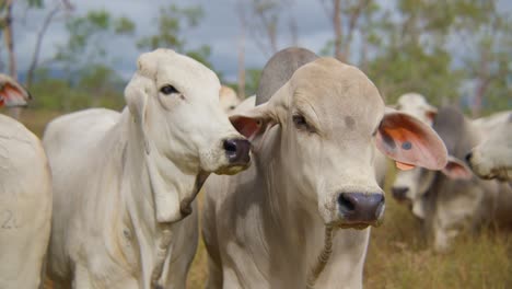 Slow-motion-close-up-shot-of-cows-looking-at-the-camera,-Australian-outback-farm