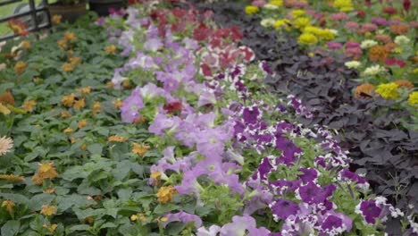 Flores-Y-Plantas-De-La-Exposición-De-Flores-En-El-Jardín-Botánico-De-Lalbagh,-Bengaluru-bangalore,-Karnataka,-India