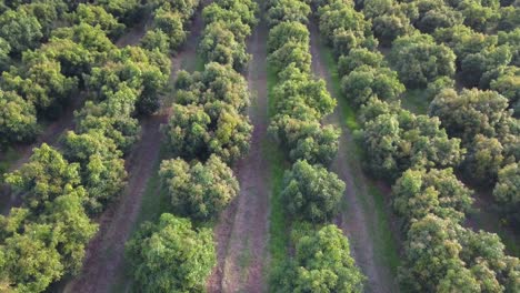 Aerial-View-of-Orchard,-Trees-in-Orderly-Rows,-Golden-Hour