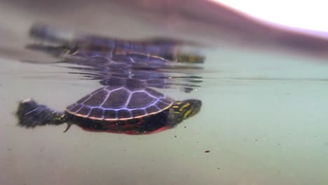 Eine-Unterwasseraufnahme-Einer-Schildkröte,-Bevor-Ein-Kleiner-Junge-Sie-Fängt-Und-Aus-Dem-Wasser-Hebt