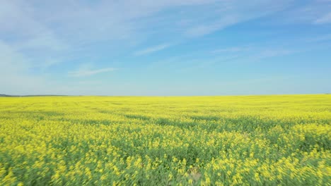 Aerial-low-pass-over-a-vast-canola-field-in-Canada