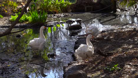 Geese-and-ducks-standing-near-a-pond-in-a-man-made-enclosure