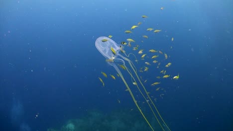 Box-Jellyfish-at-Koh-Tao-6