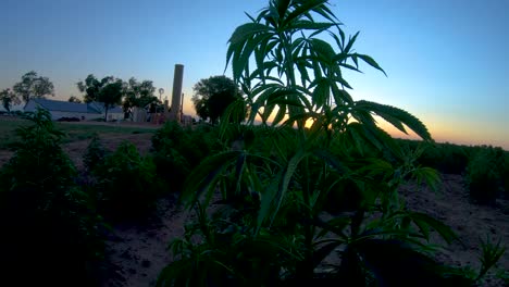 Hemp-plant-dances-and-shimmies-in-a-breeze-during-dusk