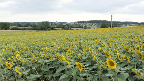 A-field-of-sunflowers-with-a-small-French-European-town-in-the-background,-moving-with-the-wind