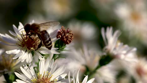 Bee-on-flowers-collecting-pollen-macro-closeup-5