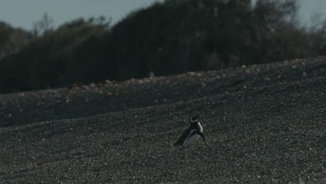 Pingüino-Solitario-Camina-Por-Una-Playa-Rocosa-En-La-Patagonia