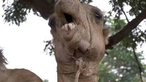 Close-up-shot-of-a-camels-head-while-it-chews