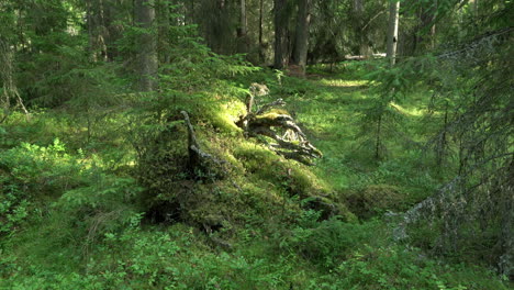 Ancient-mixed-forest.--Mossy-stump.-Tilt-up