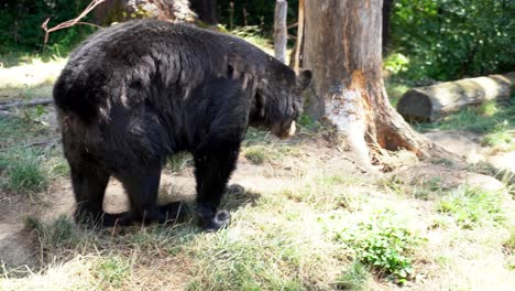 4K-video-of-an-American-Black-Bear-drinking-water-to-cool-off-from-the-summer-heat