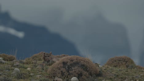 Puma-Limpiando-La-Pata-En-La-Montaña
