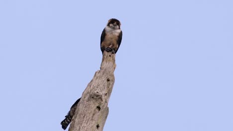 The-Black-thighed-Falconet-is-one-of-the-smallest-birds-of-prey-found-in-the-forests-in-some-countries-in-Asia