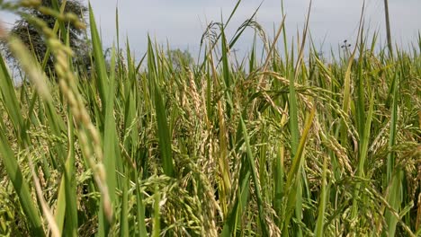 Close-up-view-of-Rice-harvest,-paddy-rice-farm-under-blue-sky