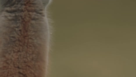 Close-up-of-a-Guanaco-chewing