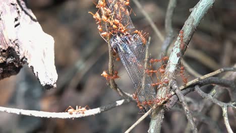 Nahaufnahme-Von-Roten-Ameisen,-Die-Eine-Tote-Libelle-Tragen