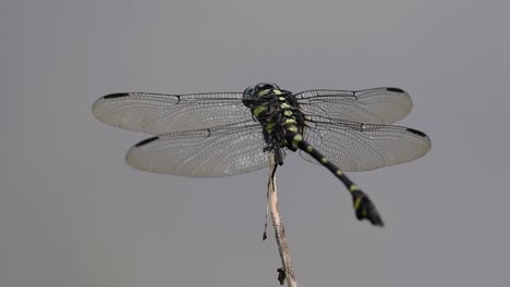 The-Common-Flangetail-dragonfly-is-commonly-seen-in-Thailand-and-Asia