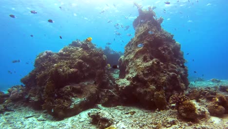 Schwarm-Indo-pazifischer-Feldwebel-Und-Tropische-Fische,-Die-Um-Die-Felsformation-Des-Korallenriffs-Schwimmen