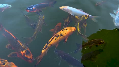Zeitlupenvideo-Von-Koi--Oder-Japanischen-Karpfenfischen,-Die-In-Einem-Süßwasserteich-Mit-Fließendem-Wasser-Schwimmen